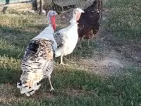 Turkeys — fotografija 2