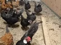 Chickens — sawirka 2