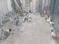 Chickens — புகைப்படம் 3