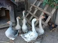 Geese — photo 2
