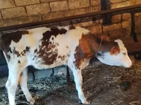 Lembu betina, Holstein breed — foto 6