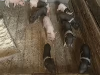 แม่สุกร, Вьетнамская вислобрюхая — รูปภาพ 3