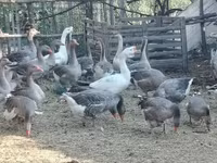 Geese — foto 2