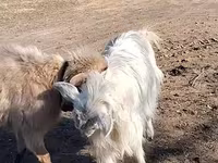 عنزة, الماعز — الصورة 2