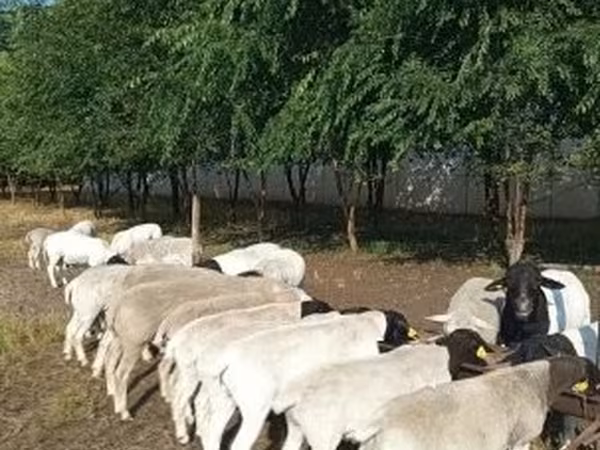 숫양, Dorper sheep