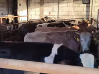 Lembu jantan, Simmental cattle — foto 3
