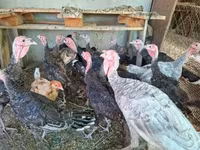 Turkeys — ფოტო 1
