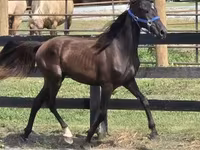 Caballo, Rocky Mountain Horse — foto 7