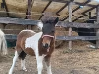 雌馬, Shetland Pony — 写真 4