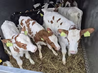 โคเนื้อ (เป็นล็อต, ไม่ระบุเพศ), Simmental cattle — รูปภาพ 1