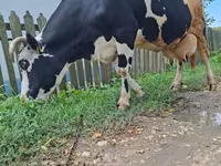 ላም, Russian Black pied cattle — ፎቶ 3