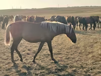 Kuda betina, Kazakh horse — foto 6