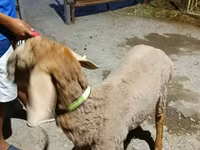 قوچ, Arashan sheep — عکس 3