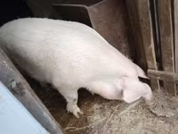 Cinghiale — foto 3