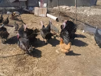 Turkeys — புகைப்படம் 2