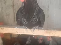 Australorp — foto 3