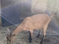 Koza, Alpine goat — foto 1