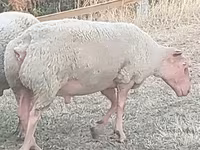 Widder, Rouge de l’Ouest sheep — Foto 1