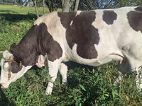 Krava, Russian Black pied cattle — foto 4