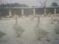 Geese — عکس 1