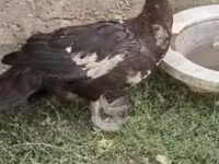 Turkeys — الصورة 4