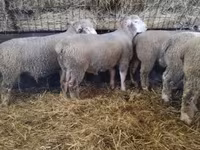 Montone, Ile-de-France sheep — foto 6