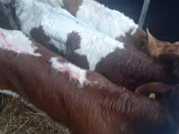 گاو نر, Simmental cattle — عکس 4