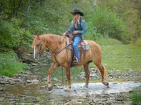 Stute, Quarter Horse — Foto 5