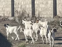 بز ماده, بز — عکس 5