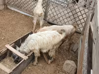 በጎች (ቡድን፣ ጾታ አልተጠቀሰም), Sheep — ፎቶ 3