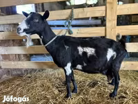 Kambing betina, Goats — foto 2