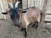 Ri’ lab, Saanen goat — sawirka 5
