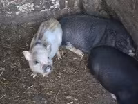 Ana donuz, Donuzlar — foto 1