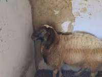 قوچ, گوسفند — عکس 1