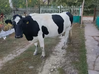 Krava, Russian Black pied cattle — foto 1