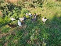 Chickens — புகைப்படம் 1