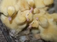 Ducks — sawirka 2