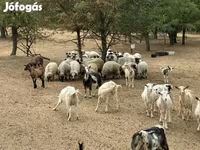 Kambing jantan, Goats — foto 2