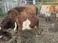 Бик, Simmental cattle — снимка 6