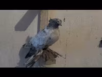 Ducks — 4-сурет