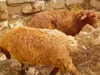 مینڈھا, بھیڑیں — تصویر 3