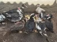 Ducks — عکس 3