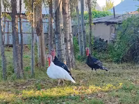 Turkeys — foto 1