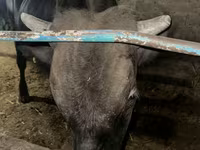 Tyre, Aberdeen-Angus — foto 6