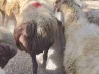 Kambing jantan, Sheep — foto 5