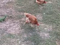 Chickens — รูปภาพ 6
