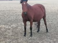 مادیان, Kazakh horse — عکس 2