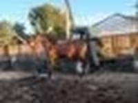 Hingst, Hästar — foto 4
