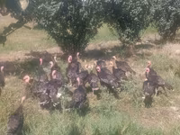Turkeys — fotografija 6