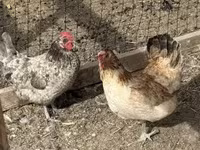 Chickens — عکس 2